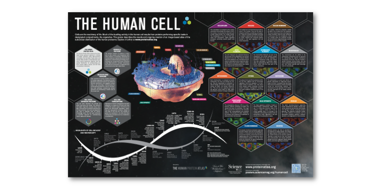 infographic human cell sized