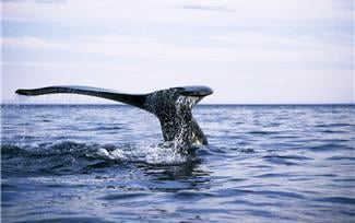 blue_oceanimage blue_oceanimage