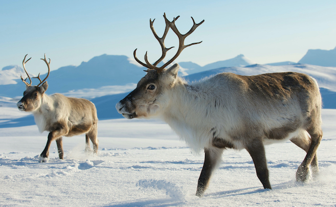 Reindeer picture 